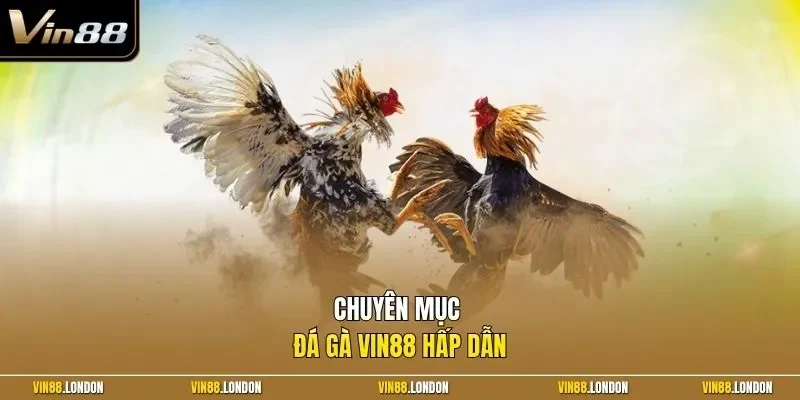 Chuyên mục đá gà Vin88 hấp dẫn